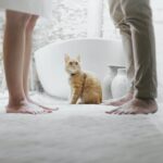 orange tabby cat sitting between standing man and woman inside room